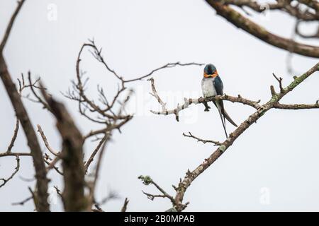 Treeswift, Chinnar Wildlife Sanctuary ist ein einzigartiges Schutzgebiet in der Regenschattenregion am Osthang der Westghats Stockfoto