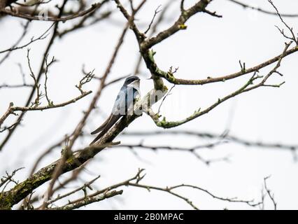 Treeswift, Chinnar Wildlife Sanctuary ist ein einzigartiges Schutzgebiet in der Regenschattenregion am Osthang der Westghats Stockfoto