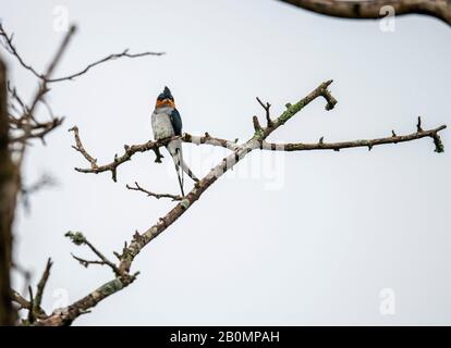 Treeswift, Chinnar Wildlife Sanctuary ist ein einzigartiges Schutzgebiet in der Regenschattenregion am Osthang der Westghats Stockfoto