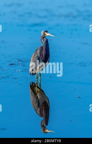 Ein Dreikolorierter Heron (Egretta tricolor) spiegelt sich im Wasser wider, während er im Merritt Island National Wildlife Refuge, Florida, USA, vergeht. Stockfoto