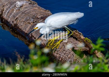 A Snowy Egret (Egretta thula) hunting for food from a downed palm tree in the water in the Orlando Wetlands Park, Orlando, Florida, USA. Stockfoto