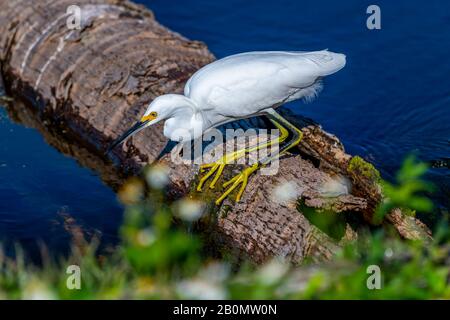 Ein Snowy Egret (Egretta thula), der im Orlando Wetlands Park, Orlando, Florida, USA, auf der Jagd nach Essen von einer betuchten Palme im Wasser ist. Stockfoto