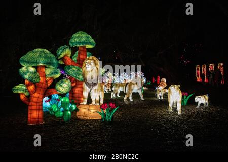 Charleston, SC - 2. Februar 2020: Chinesische Lions-Laterne auf dem Magnolia Plantation Festival of Lights Stockfoto