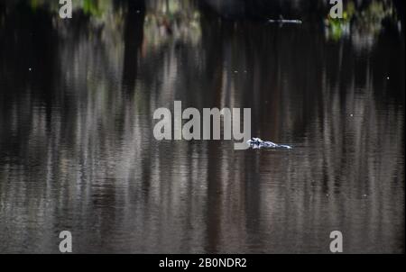 Ein einziger Krokodil, der in einem South Carolina Swamp in der Nähe von Charleston schwimmend ist Stockfoto