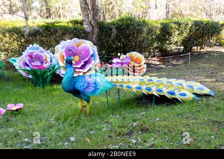 Charleston, SC - 2. Februar 2020: Große Chinesen inspirierten Pfauenlaternen aus dem Licht der Magnolia Plantation Stockfoto