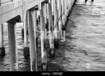 An der Wasserlinie wachsen an den Betonpfeilern des Huntington Beach Pier Barnakel. Stockfoto