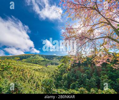 Kirschaprikosenbäume blühen auf Kaffeehügeln im vietnamesischen Hochland Stockfoto