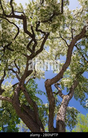 Hoher weißer blühender Malus - Krabappelbäume vor blauem Himmelshintergrund im Frühjahr. Stockfoto