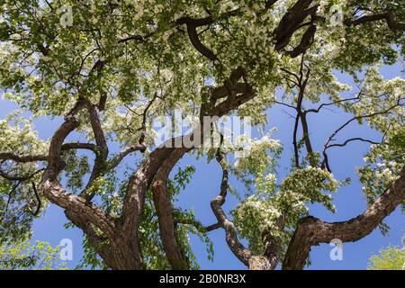 Hoher weißer blühender Malus - Krabappelbäume vor blauem Himmelshintergrund im Frühjahr. Stockfoto