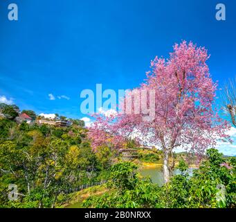 Frühlingsblumen in der Kleinstadt mit Kirschblüten im Vordergrund schmücken die Frühlingsluft im da Lat Plateau, Vietnam Stockfoto