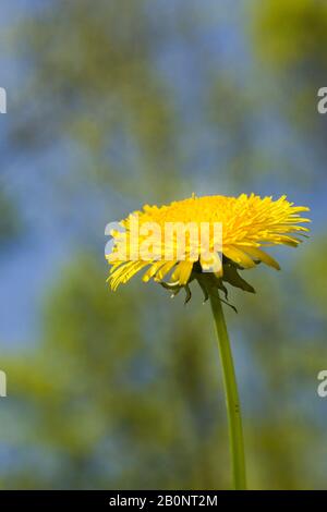 Nahaufnahme einer einzelnen gelben Taraxacum- Dandelionenblüte im Frühjahr. Stockfoto