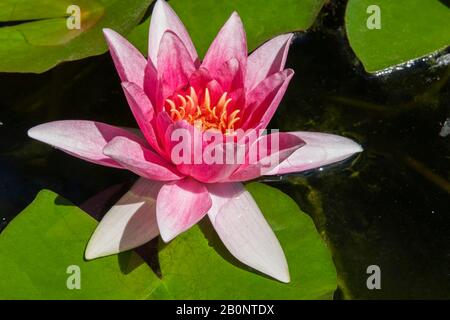 Nahaufnahme der rosafarbenen Nymphaea - Wasserlilienblüte im Sommer im Teich. Stockfoto