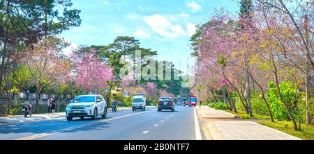 Kirschblüten in der Landschaft bei lebhaftem Sonnenschein am Morgen sorgen alle für Spielfreude und charaktervolle Hochländer, wenn der Frühling in da Lat kommt. Stockfoto