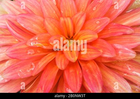 Nahaufnahme der roten und rosafarbenen Dahlienblüte im Sommer. Stockfoto