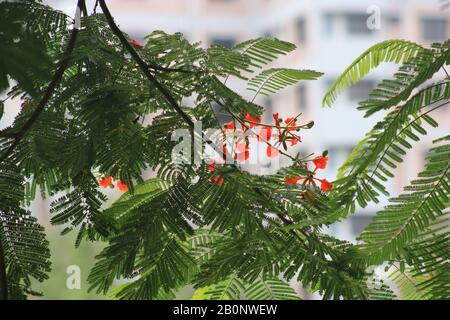 Rote Blumen Stockfoto