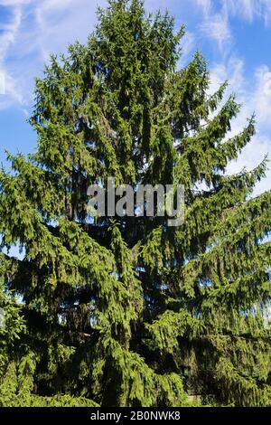 Picea abies - Norwegen Spruce Tree im Sommer. Stockfoto
