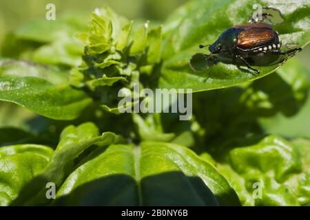 Popillia japonica - japanischer Käfer verursacht im Sommer Schäden an den Blättern einer grünen Pflanze. Stockfoto