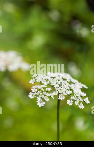 Aethusa cynapium - Fools Petersilie giftige Pflanze im Sommer. Stockfoto