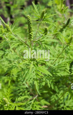 Ambrosia artemisiifolia - Gemeine Ragweed giftige Pflanze im Sommer Stockfoto