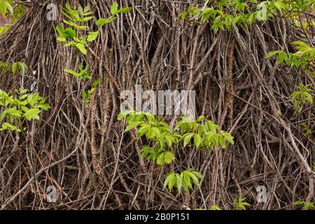 Kletterviers - Reben mit aufkommenden grünen Blättern im Frühjahr. Stockfoto