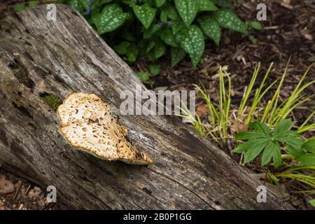 Hellbrauner und brauner Wildpilz, der im Frühjahr an abgestorbenem Baumstamm im Mulchrand wächst. Stockfoto