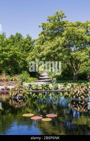 Künstlichen Wasserbecken mit Victoria - Riesenwasserlilie und Colocasia esculenta - Elefantenohren oder Taro-Pflanzen in schwimmenden Pflanzgefäßen Im Sommer Stockfoto