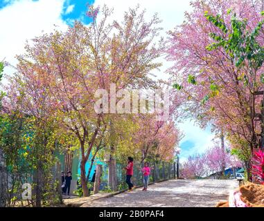 Landschaft mit einer Reihe von Kirschblüten auf der Straße und Silhouette von Menschen, die auf einer ruhigen Straße in der Nähe von da Lat, Vietnam, spazieren Stockfoto