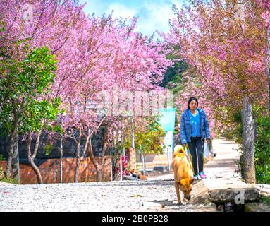 Landschaft mit einer Reihe von Kirschblüten auf der Straße und Silhouette von Menschen, die auf einer ruhigen Straße in der Nähe von da Lat, Vietnam, spazieren Stockfoto