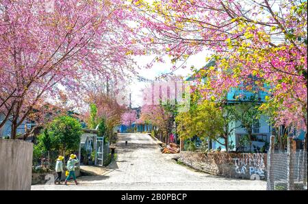 Landschaft mit einer Reihe von Kirschblüten auf der Straße und Silhouette von Menschen, die auf einer ruhigen Straße in der Nähe von da Lat, Vietnam, spazieren Stockfoto