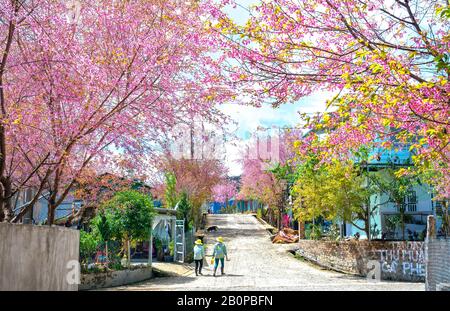 Landschaft mit einer Reihe von Kirschblüten auf der Straße und Silhouette von Menschen, die auf einer ruhigen Straße in der Nähe von da Lat, Vietnam, spazieren Stockfoto