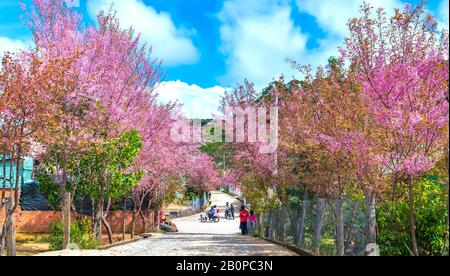 Landschaft mit einer Reihe von Kirschblüten auf der Straße und Silhouette von Menschen, die auf einer ruhigen Straße in der Nähe von da Lat, Vietnam, spazieren Stockfoto