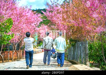 Eine Gruppe von Landwirten, die auf einer Dorfstraße spazieren und dabei Kirschblüten beobachten, die an einem sonnigen Frühlingmorgen in der Nähe von da Lat, Vietnam, blühen Stockfoto