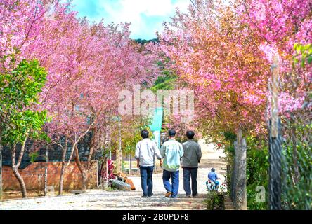 Eine Gruppe von Landwirten, die auf einer Dorfstraße spazieren und dabei Kirschblüten beobachten, die an einem sonnigen Frühlingmorgen in der Nähe von da Lat, Vietnam, blühen Stockfoto