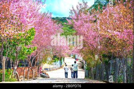 Eine Gruppe von Landwirten, die auf einer Dorfstraße spazieren und dabei Kirschblüten beobachten, die an einem sonnigen Frühlingmorgen in der Nähe von da Lat, Vietnam, blühen Stockfoto