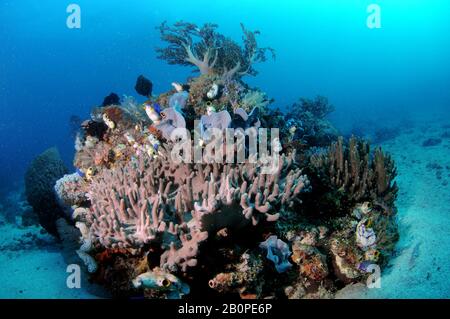 Gesundes und vielfältiges Korallenriffe mit verschiedenen Arten von Crinoiden, Korallen, Ascidien und Schwämmen, Komodo-Nationalpark, Indonesien Stockfoto