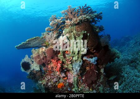 Biologische Vielfalt in der tropischen Korallenriffszene, Komodo-Nationalpark, Indonesien Stockfoto