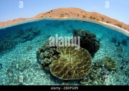 Tafelkoralle, Acropora hyacinthus, in einem flachen Riff, Komodo Island, Komodo National Park, Indonesien Stockfoto