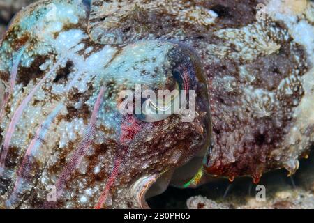 Broadclub Cuttlefish, Sepia latimanus, Komodo-Nationalpark, Indonesien Stockfoto