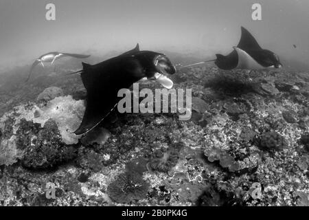 Drei Riffmantarochen, Manta alfredi, schwimmen in Manta Point, Nusa Penida, Indonesien Stockfoto