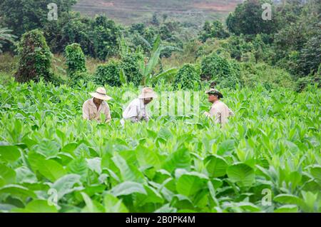 Landwirte, die auf dem Tabaksektor in Viñales arbeiten Stockfoto