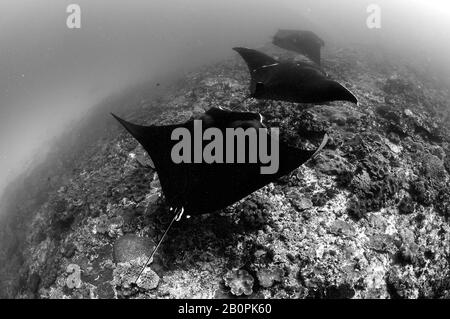 Drei Riffmantarochen, Manta alfredi, schwimmen in Manta Point, Nusa Penida, Indonesien Stockfoto