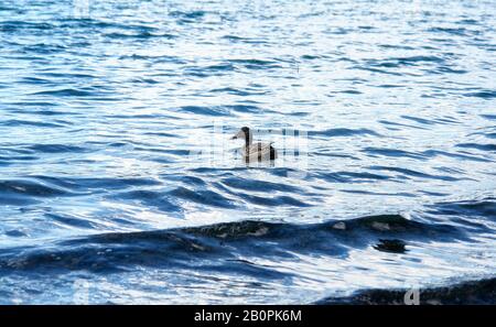 Eine alleinstehende weibliche Mallard-Ente schwimmt im leuchtend blauen Wasser des Paulina Lake Stockfoto