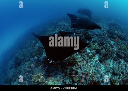 Drei Riffmantarochen, Manta alfredi, schwimmen in Manta Point, Nusa Penida, Indonesien Stockfoto