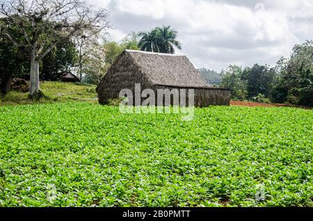 Typische Landschaftsszene im Viñales-Tal in Kuba. Mitten im Tabakfeld ist ein Trocknerhaus zu sehen. Stockfoto