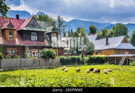 Idyllisches Hinter-Paddock vor dem Hintergrund traditioneller Holzhäuser im Bergresort Zakopane, Tatra Mountains, Kleinpolen, Polen Stockfoto