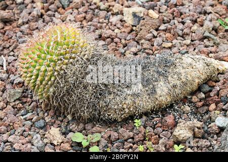 Kaktus mammillaria magnimamma Stockfoto