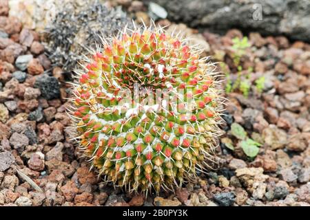 Kaktus mammillaria magnimamma Stockfoto