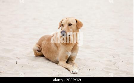 Gambia-Strandhund Stockfoto