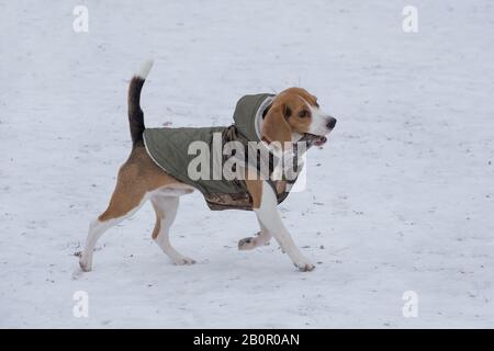 Der süße englische Beagle-Welpe läuft mit einem Holzstab in den Zähnen. Haustiere. Reinrassige Hunde. Stockfoto