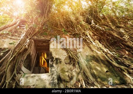 Statue des goldenen buddha im alten Tempel unter der Wurzel des Bodhi-Baumes. Bang Kung Tempel, ungesehenes Thailand in der Nähe von Amphawa schwimmenden Markt Stockfoto